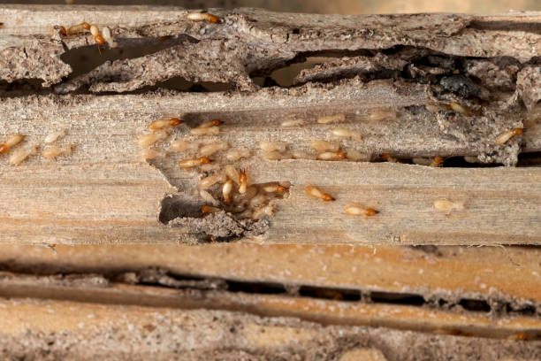Best Affordable Pest Control Services  in Hollandale, MS